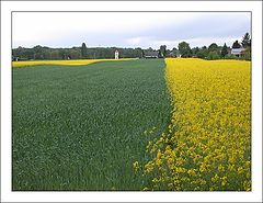 photo "Green And Yellow"