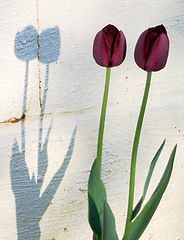 фото "Shadowed Tulips"