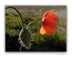 фото "Brothers"