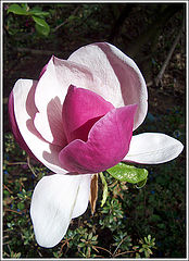фото "Magnolia"