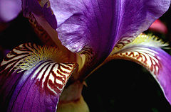 photo "bearded iris"