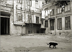 фото "Кошки старой Одессы"