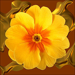 фото "Primrose (study III)"