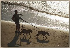 photo "seadogs"
