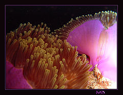 photo "ANEMONE."