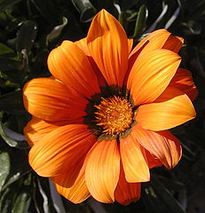 фото "Orange"