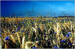 photo "Wheat Field"