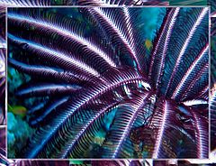 photo "Volumetric eyelashes."