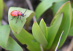 photo "Untitled photo"