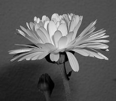 photo "My Gray Flower"