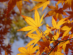 photo "Changing"