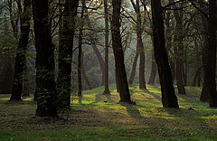 photo "Light."