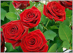 фото "Red roses"