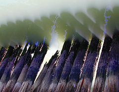 фото "dive"