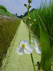 photo "Just a weed in the rice field"