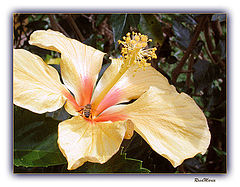 photo "Open Sesame"
