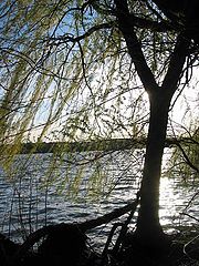 photo "silhouette"