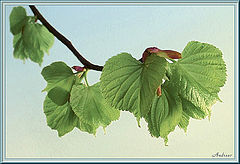 photo "Tilia"