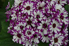 фото "suave"