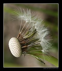 фото "Bald-headed"