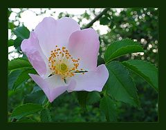 photo "Just a Flower"
