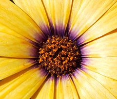 фото "Sunburst"