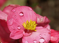 photo "little drops"