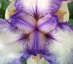 фото "Kaleidoscope"