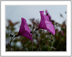 фото "Hearing Melodies of Other Worlds"