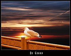 photo "on Guard"