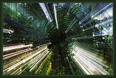 photo "WHENCE JUNGLE START TO GROW???"