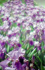photo "The sea of irises"