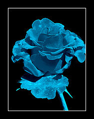 photo "My blue"