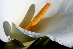 photo "arum lily"