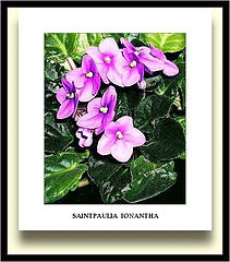 photo "SAINTPAULIA IONANTHA."