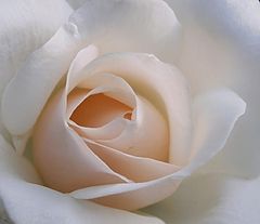 photo "A Soft Hearted Rose"