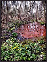 photo "Spring on a bog"