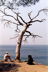 photo "old tree"