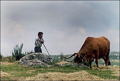 фото "The Shepherd"