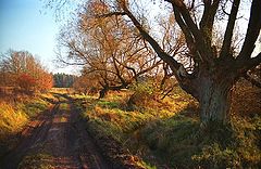 photo "Country Road"