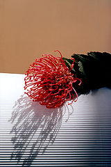 photo "Red Flower"