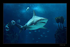 photo "Follow The Leader"