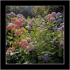photo "Hydrangeas"