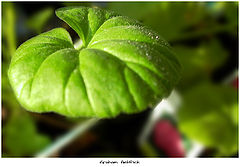 photo "Leaf"