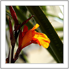 фото "Beneath the Laurel’s Friendly Shade"