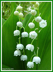 photo "A lily of the valley"