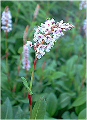 photo "A smoll white flower"