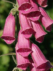 photo "the little bells"