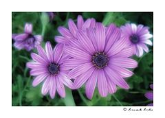 фото "Floral Thoughts"