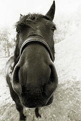 photo "Horse"
